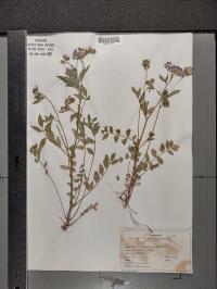 Polemonium reptans image