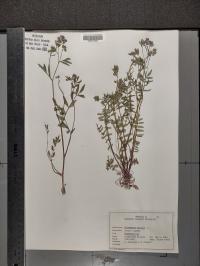 Polemonium reptans image