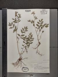 Polemonium reptans image