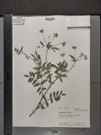 Polemonium reptans image