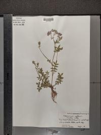 Polemonium reptans image