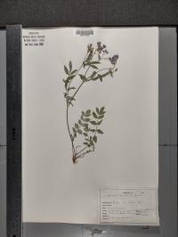Polemonium reptans image