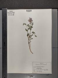 Polemonium reptans image