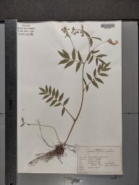 Polemonium reptans image