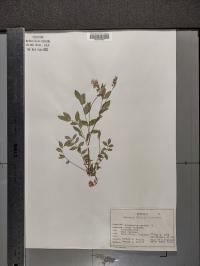 Polemonium reptans image
