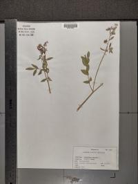 Polemonium reptans image