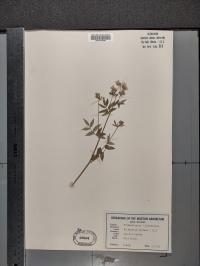 Polemonium reptans image