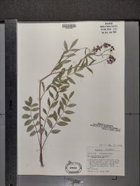 Polemonium reptans image