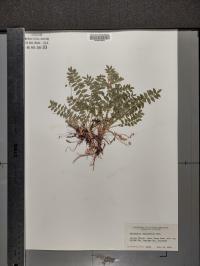 Polemonium pulcherrimum subsp. delicatum image
