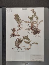 Polemonium pulcherrimum subsp. delicatum image
