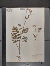 Polemonium reptans image