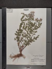 Polemonium reptans image