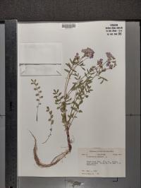 Polemonium reptans image