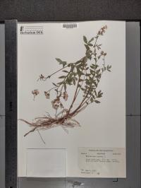 Polemonium reptans image