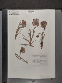 Polemonium viscosum image