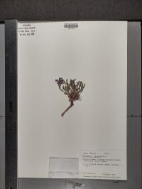Polemonium viscosum image