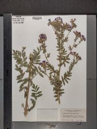 Polemonium foliosissimum image