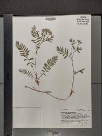 Polemonium californicum image