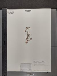 Polemonium pulcherrimum image