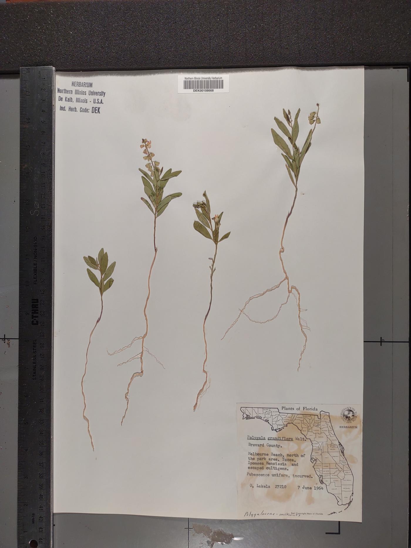 Asemeia grandiflora image