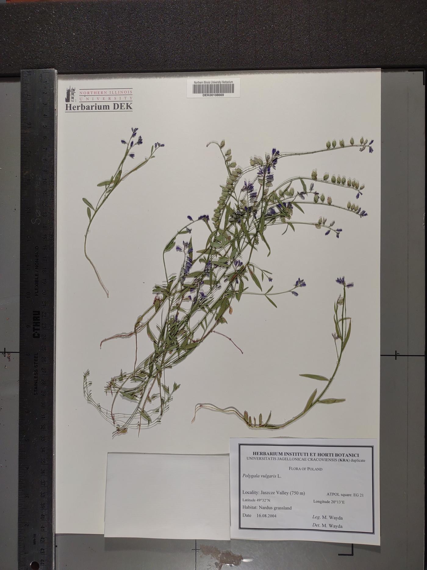 Polygala vulgaris image
