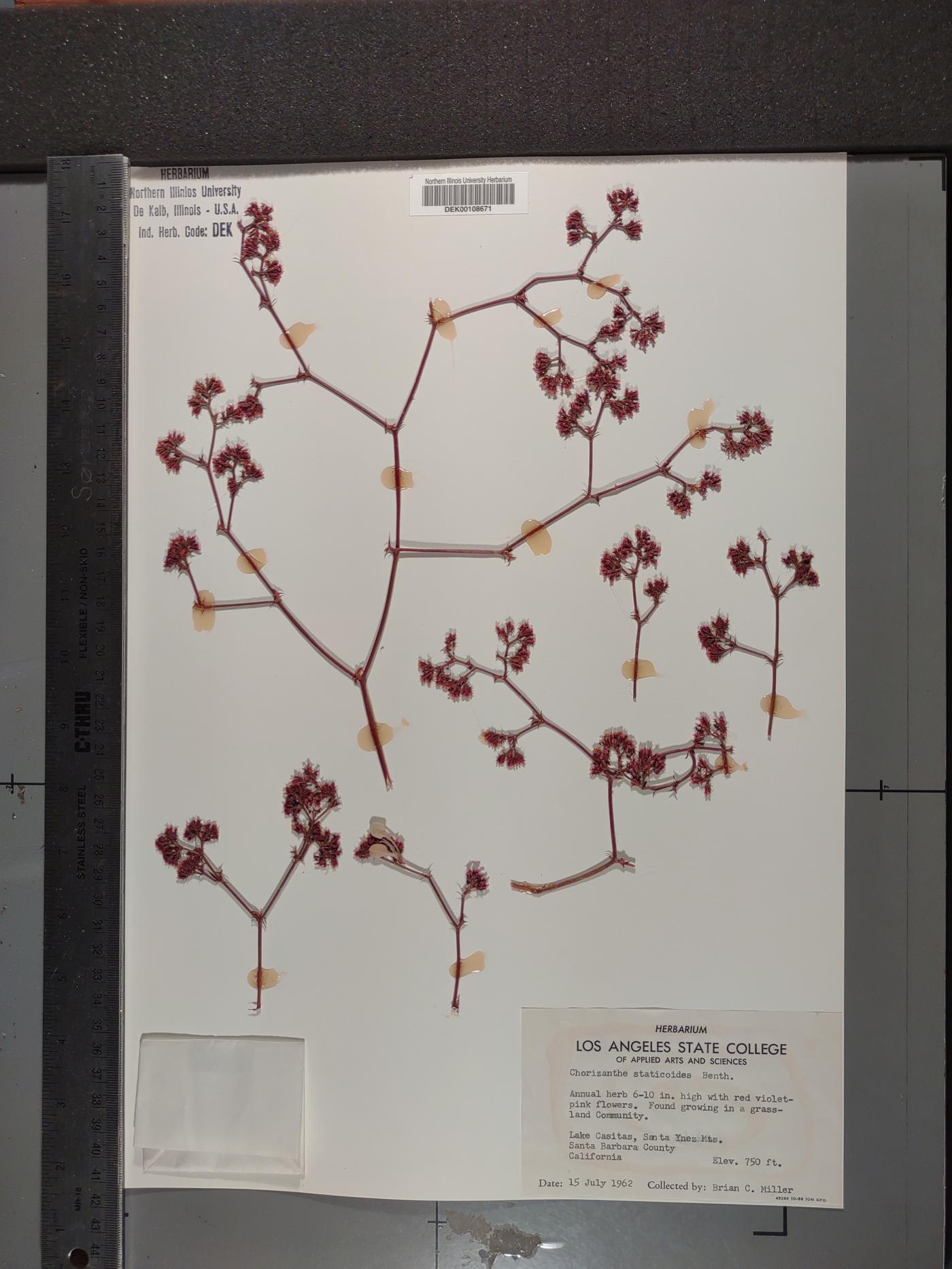 Chorizanthe staticoides image