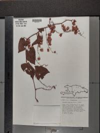 Antigonon leptopus image