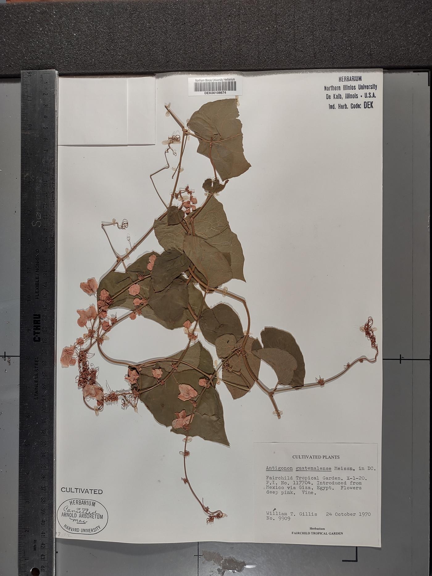 Antigonon guatimalense image