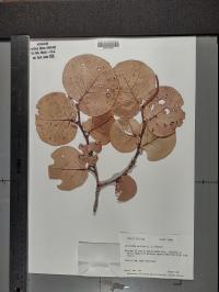 Coccoloba uvifera image