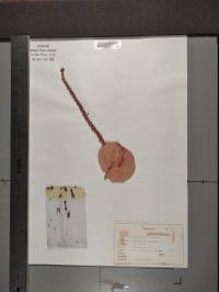 Coccoloba uvifera image