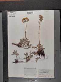 Eriogonum umbellatum image