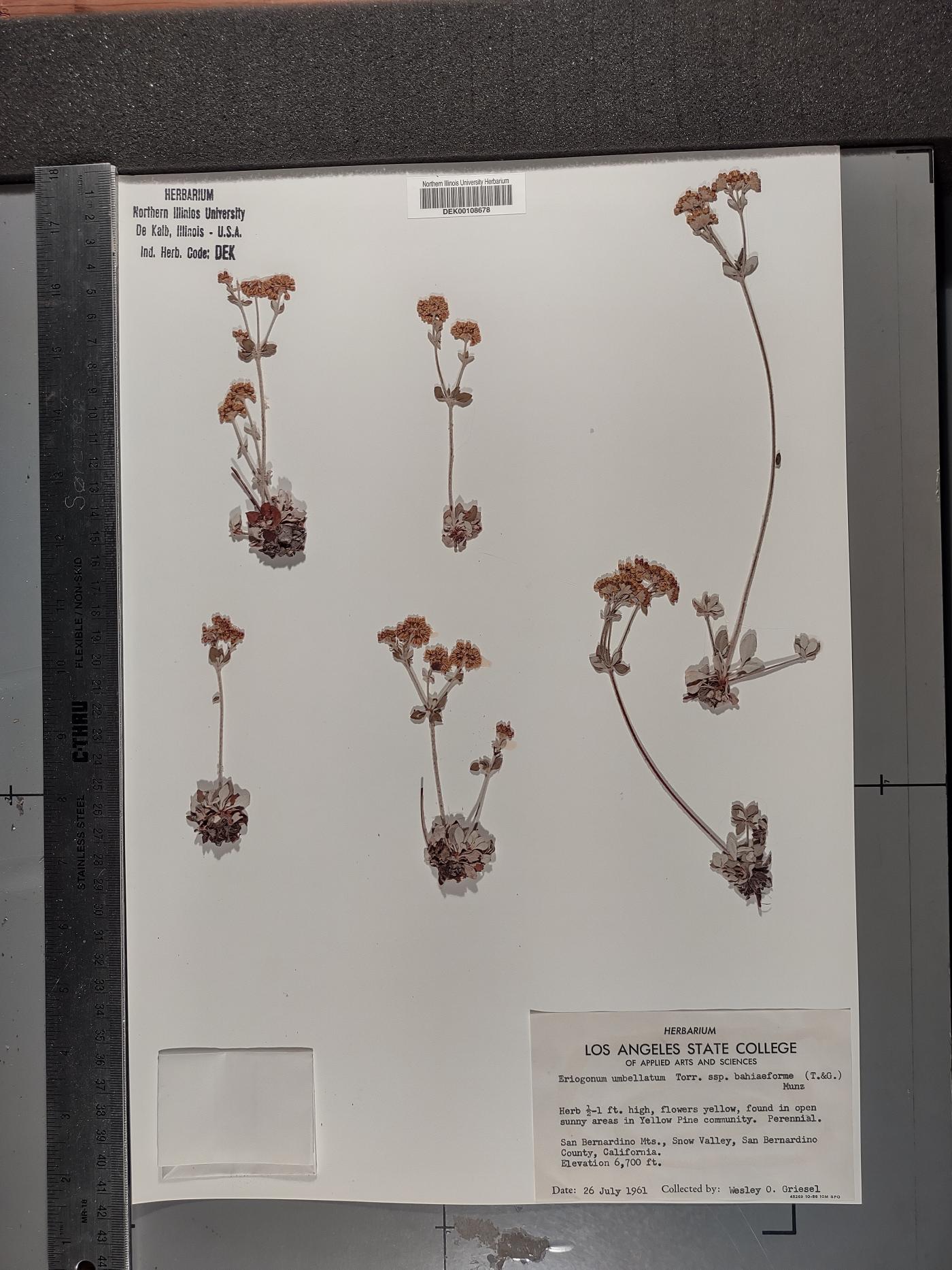 Eriogonum umbellatum var. bahiiforme image
