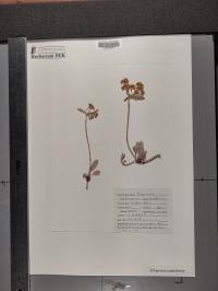 Eriogonum umbellatum image