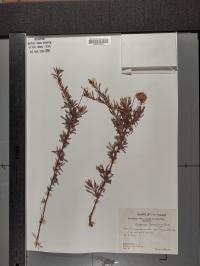 Eriogonum fasciculatum image