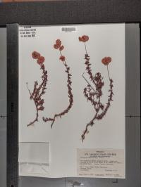 Eriogonum fasciculatum image