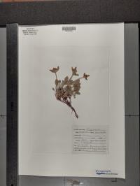 Eriogonum heracleoides image