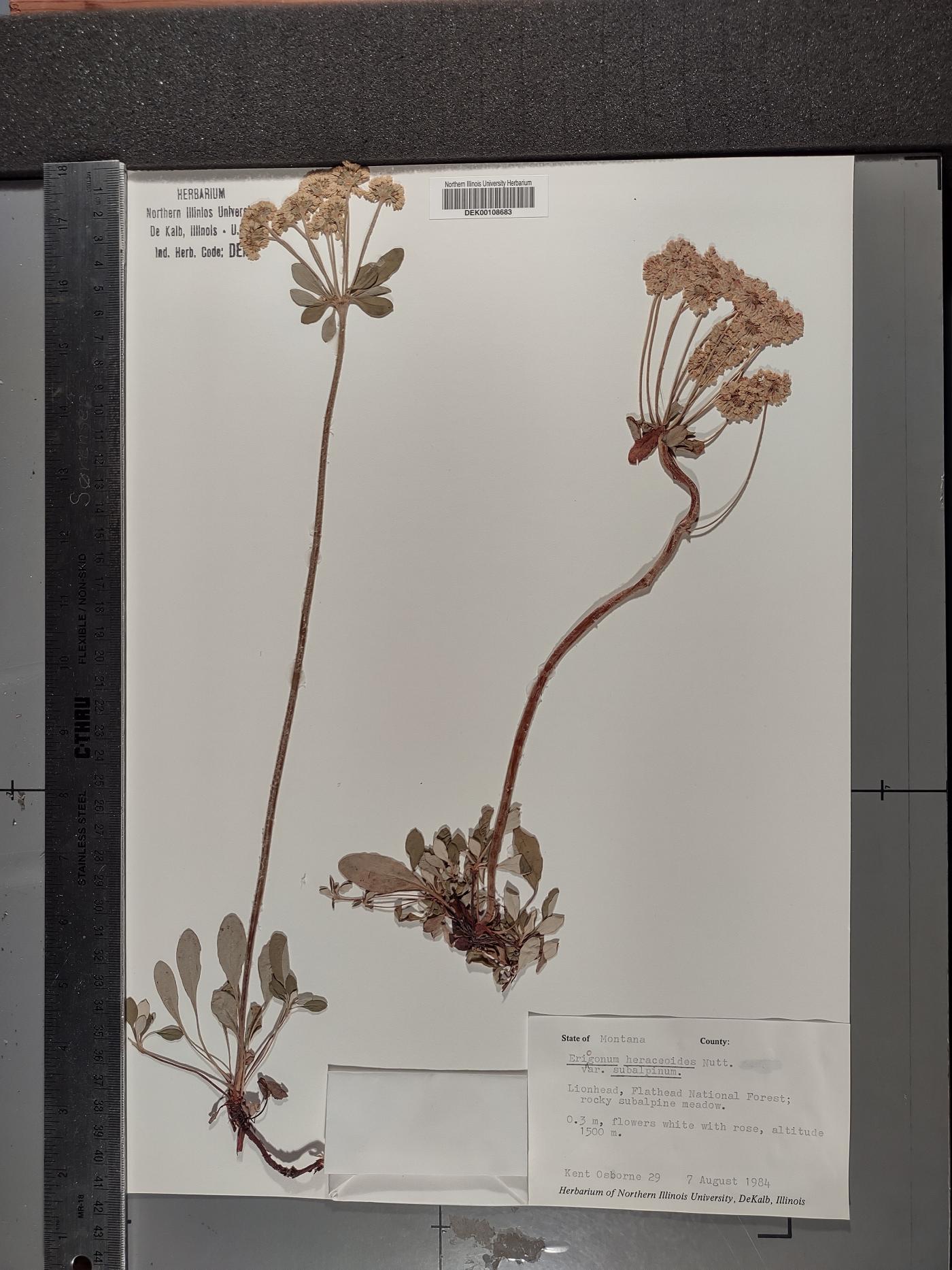 Eriogonum umbellatum var. majus image