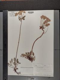 Eriogonum umbellatum image