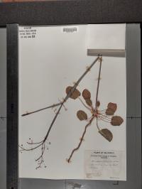 Eriogonum inflatum image