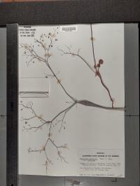 Eriogonum inflatum image