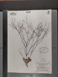 Eriogonum cernuum image