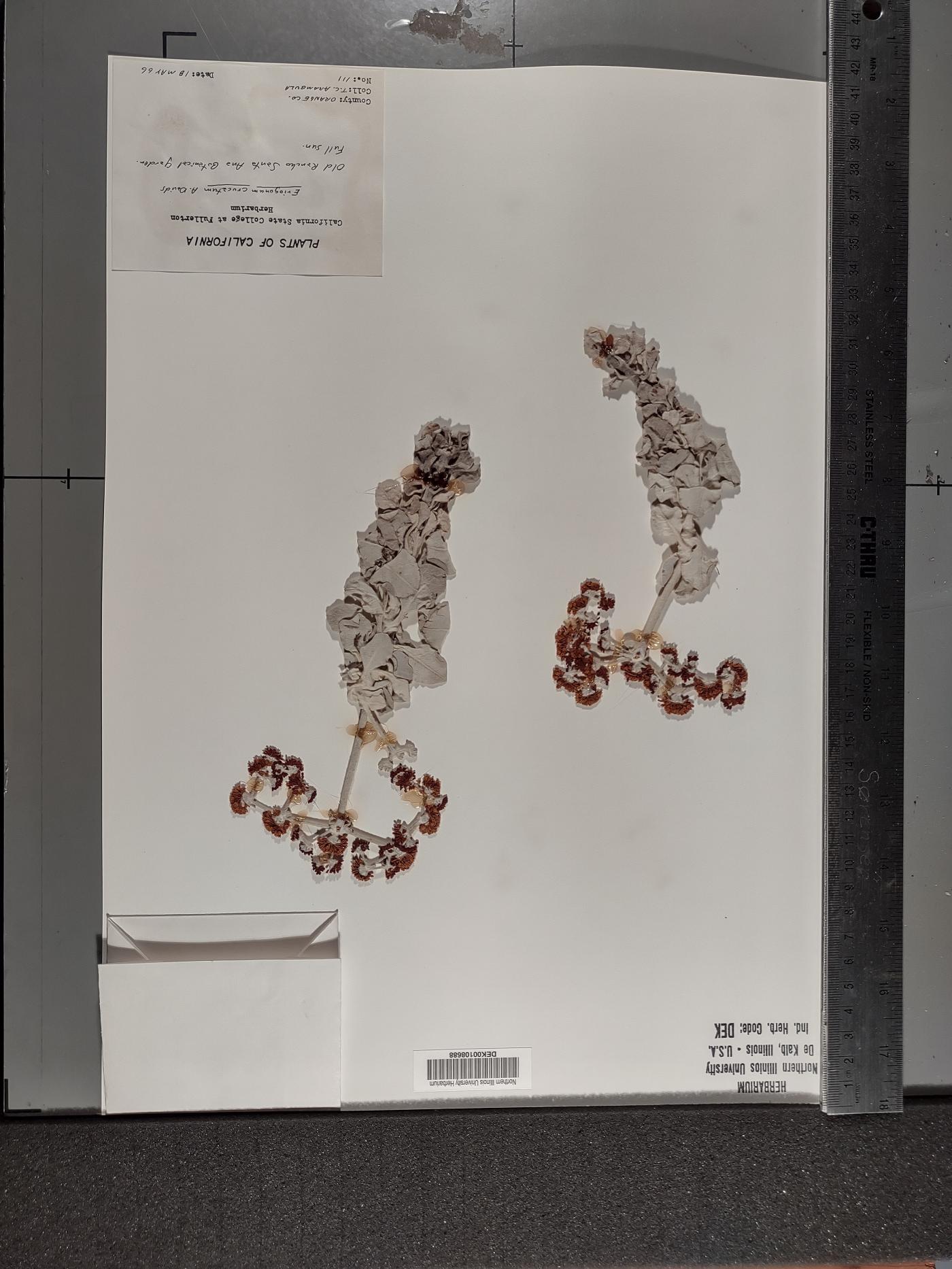 Eriogonum crocatum image
