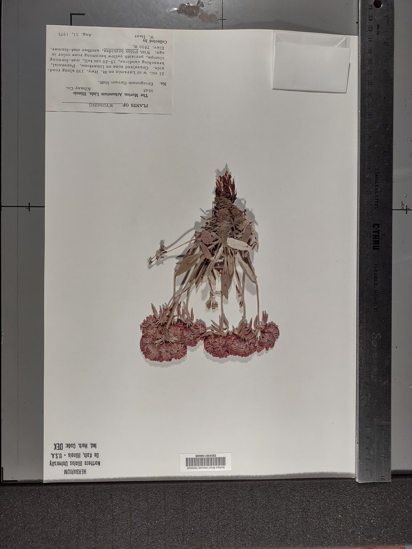 Eriogonum flavum image