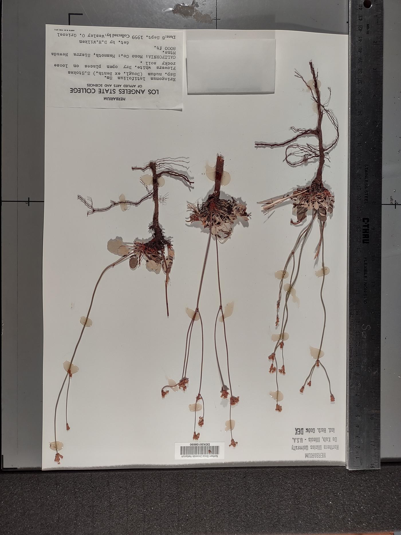 Eriogonum nudum image