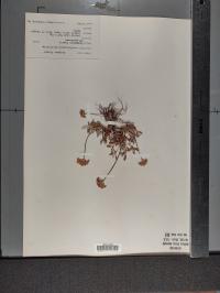 Eriogonum marifolium image
