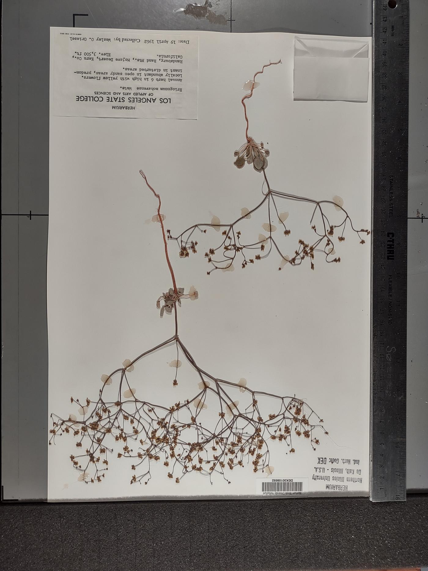 Eriogonum mohavense image