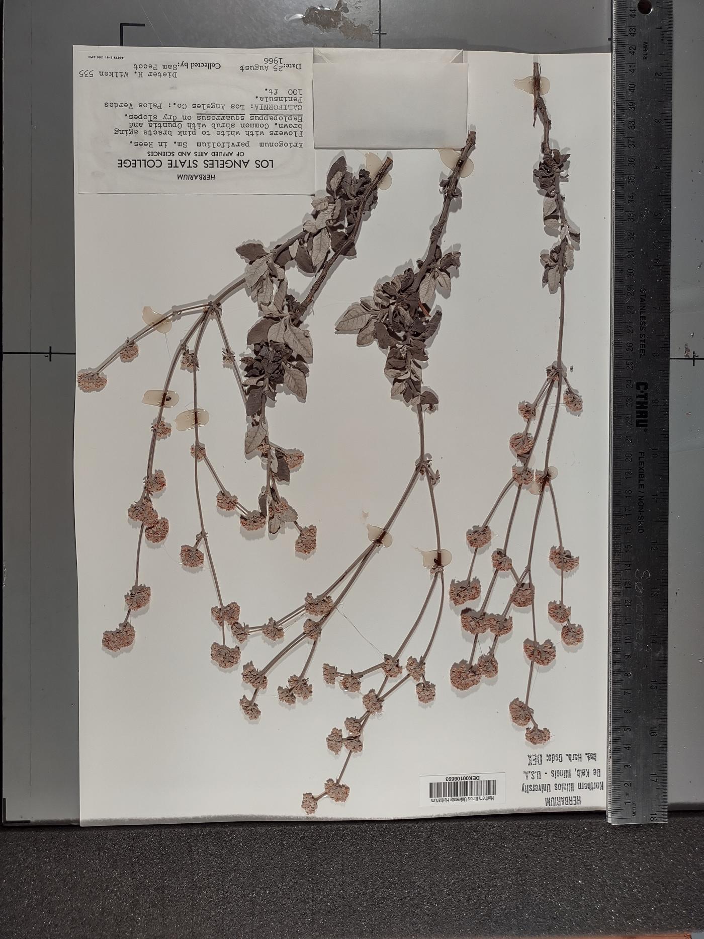 Eriogonum parvifolium image