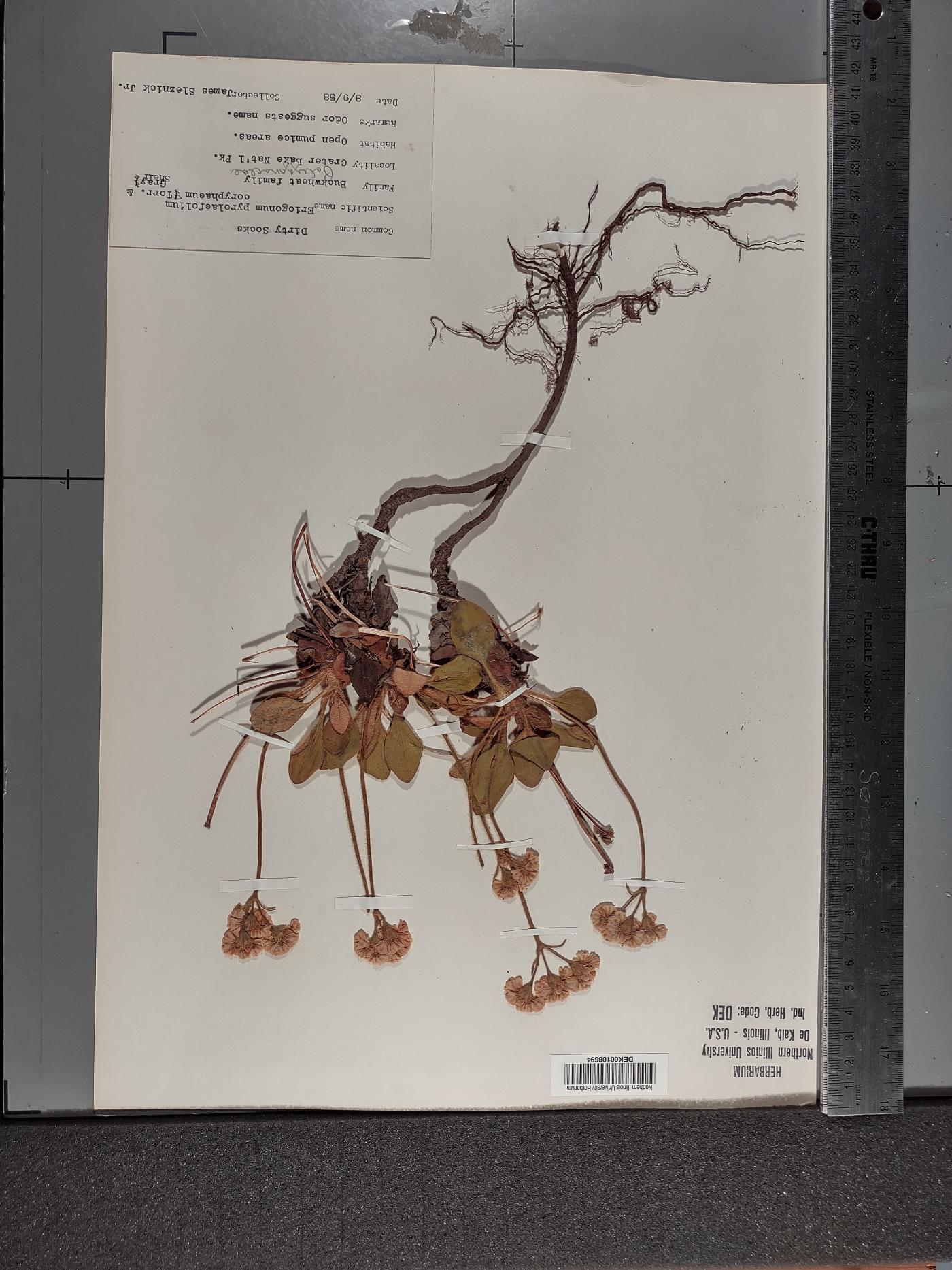 Eriogonum pyrolifolium var. coryphaeum image