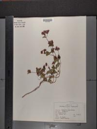 Fagopyrum esculentum image