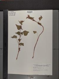 Fagopyrum esculentum image